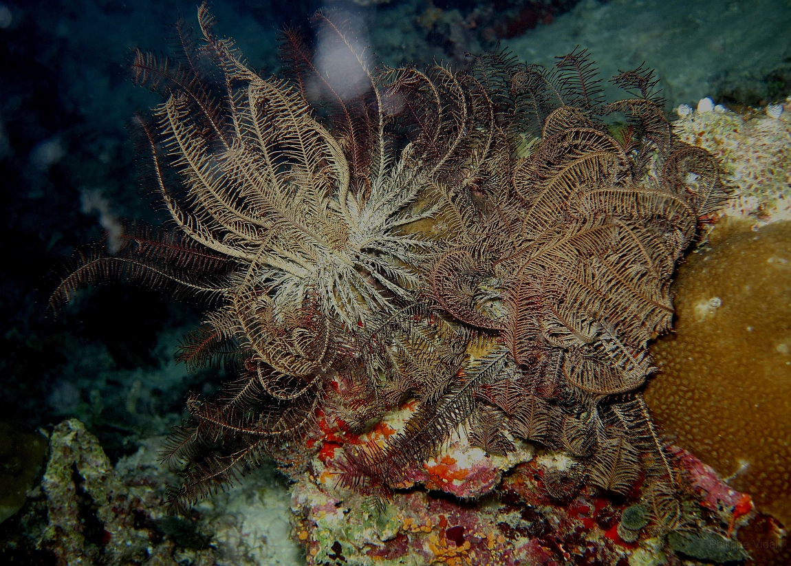 IMG_0786rf_Maldives_Madoogali_Plongee 7_House reef_Crinoide.jpg
